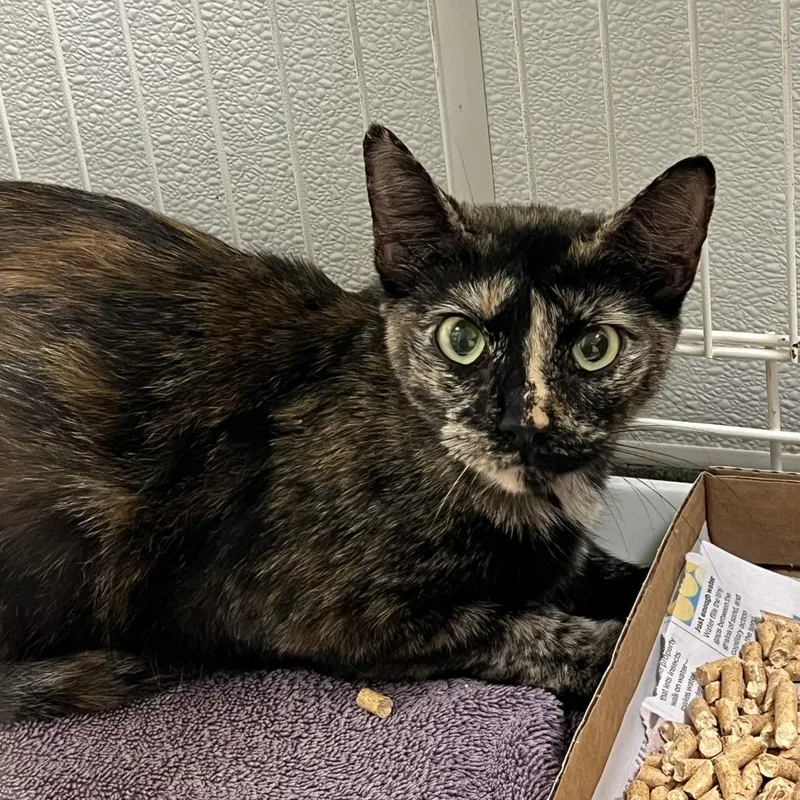 An adult medium-sized female Gray / Blue / Silver Domestic Short Hair cat named 71958 for adoption in Harrisonburg, VA
