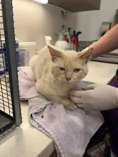 An adult medium-sized male Domestic Medium Hair cat named Prince Charming for adoption in Baytown, TX