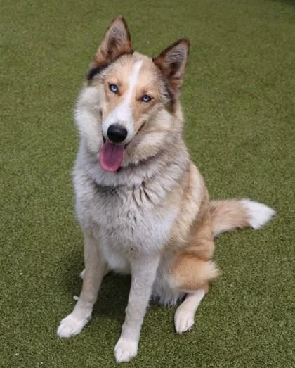 A young large-sized female Mixed Breed dog named Lassie for adoption in Athens, GA