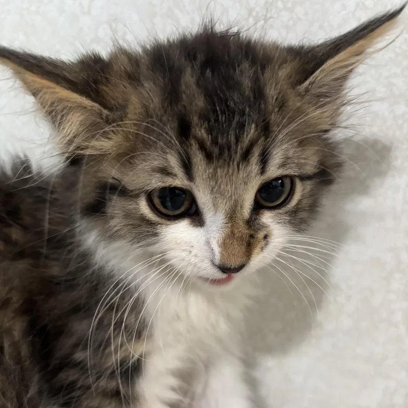 A baby small-sized female Brown / Chocolate Domestic Medium Hair cat named Ange for adoption in Belleville, IL