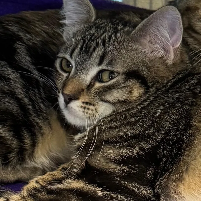 A baby medium-sized female Brown / Chocolate Domestic Short Hair cat named Jazz for adoption in Lakewood, CO