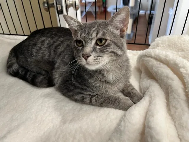 Little Man Rockefeller