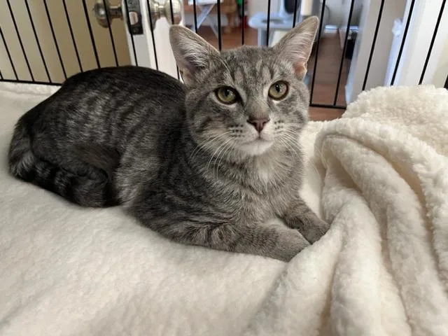 Little Man Rockefeller thumbnail 2