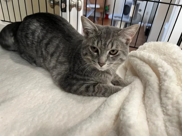 Little Man Rockefeller thumbnail 3