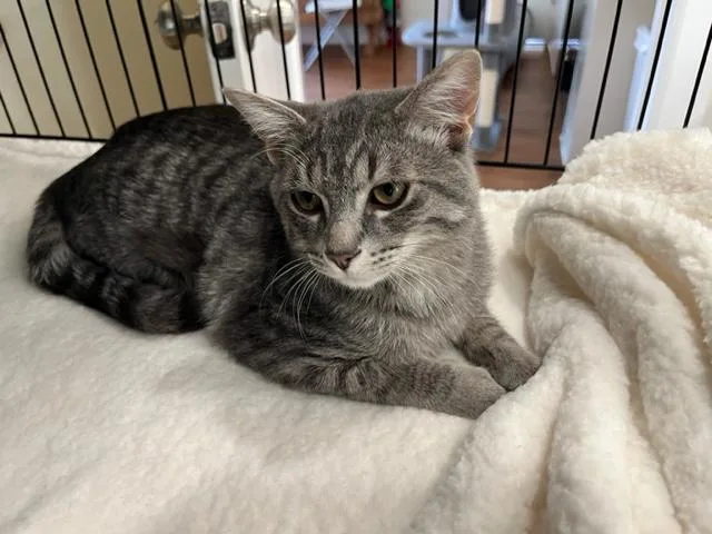 Little Man Rockefeller thumbnail 4