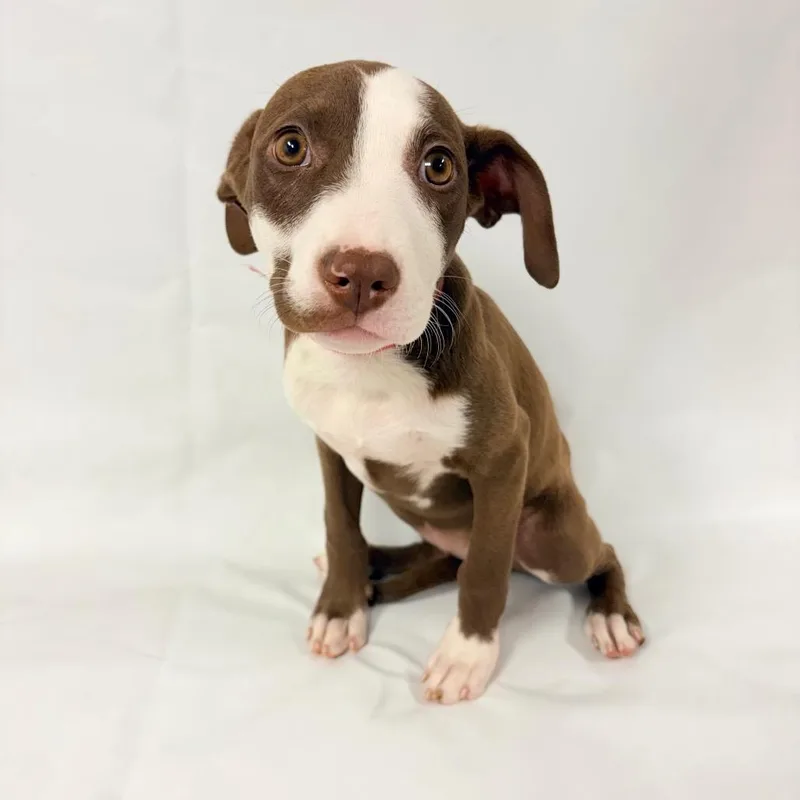 A baby small-sized female Pit Bull Terrier dog named Hazel for adoption in Parker, CO