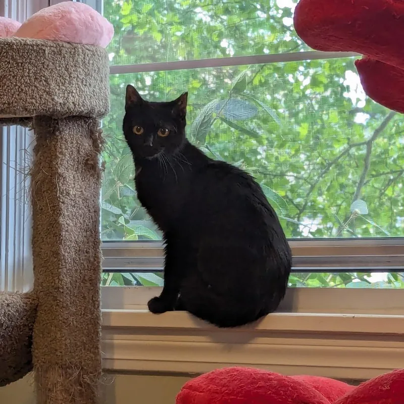 An adult medium-sized female Black Domestic Short Hair cat named Wanda for adoption in PITTSBURGH, PA