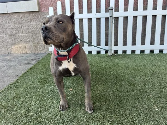 An adult large-sized female Pit Bull Terrier dog named Bri for adoption in Modesto, CA