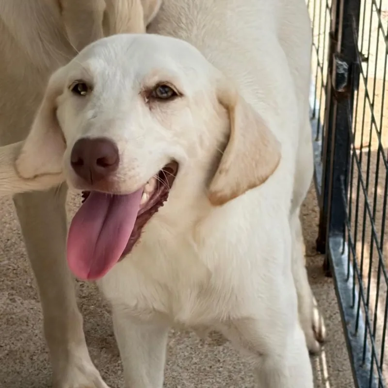 A young small-sized female Yellow / Tan / Blond / Fawn Mixed Breed dog named Hazel for adoption in Lake Jackson, TX