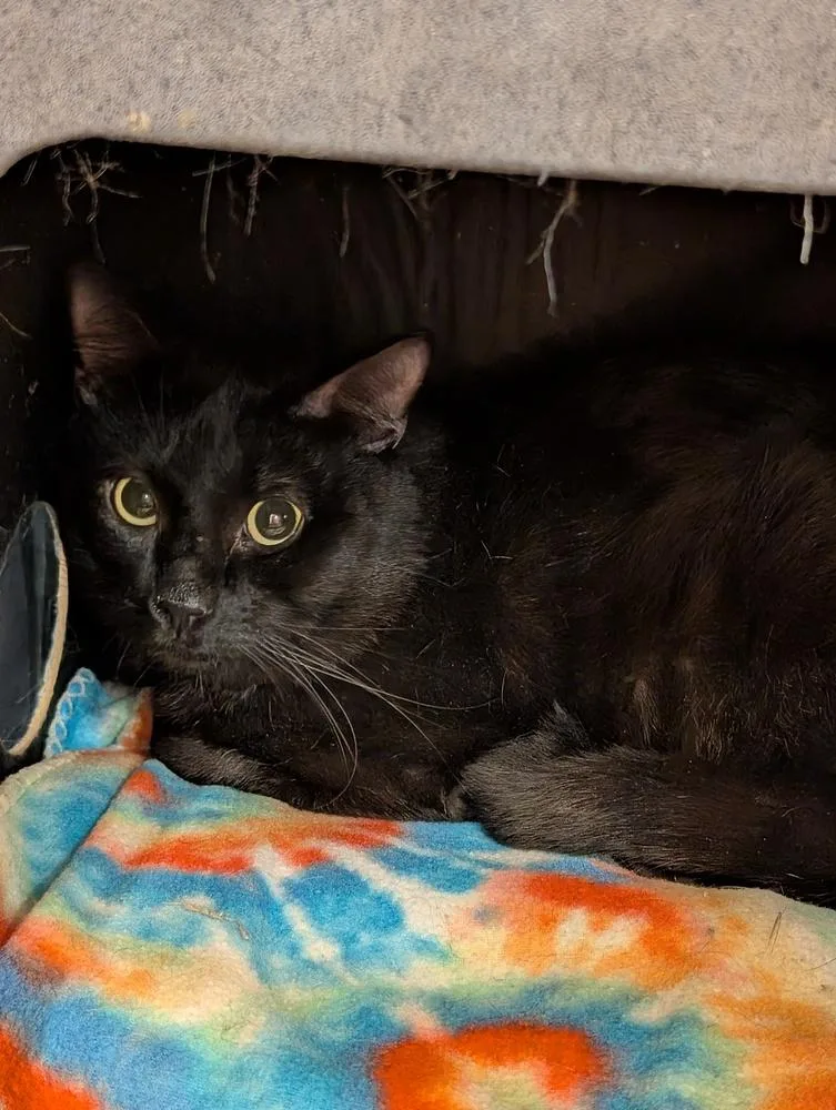 An adult large-sized male Black Domestic Medium Hair cat named Mycroft for adoption in Tucson, AZ