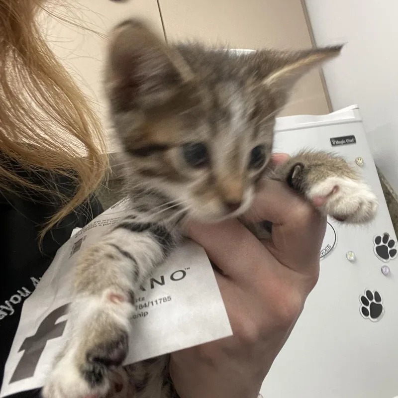 Habanero thumbnail 3