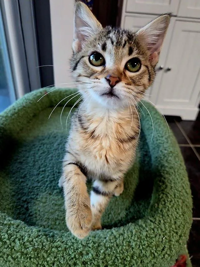 A baby medium-sized female Tabby (Brown / Chocolate) Tabby cat named Churro for adoption in Minneapolis, MN