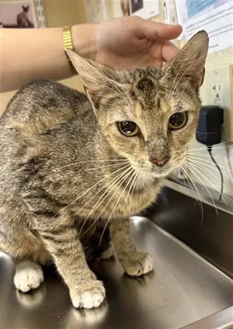 A young medium-sized female Domestic Short Hair cat named Honey Lemon for adoption in Fort Myers, FL
