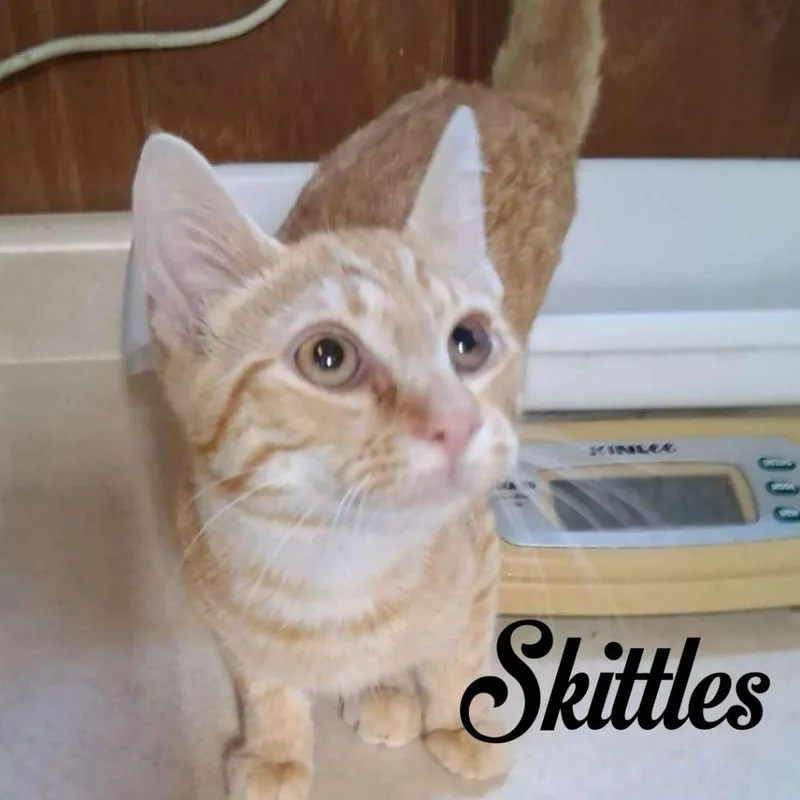 A baby small-sized male Domestic Short Hair cat named Skittles for adoption in Hillsboro, OH