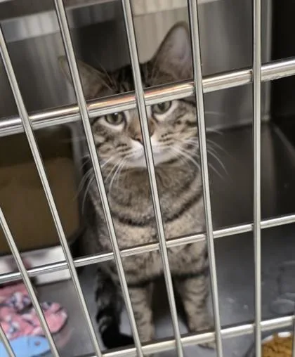 An adult medium-sized male Brown / Chocolate Domestic Short Hair cat named Matisse for adoption in Dubuque, IA