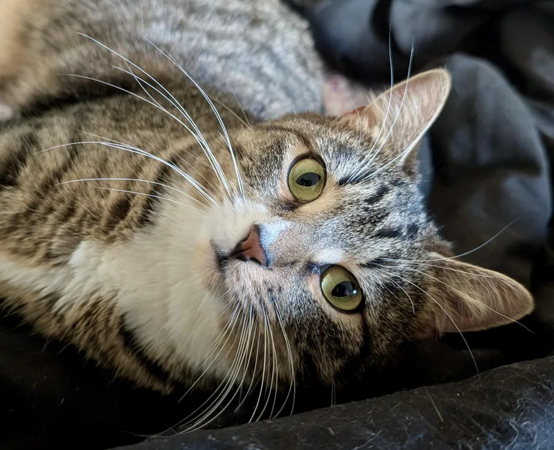 An adult medium-sized female Tabby (Buff / Tan / Fawn) Domestic Short Hair cat named Sabrina  Sweet And for adoption in Forest Hills, NY
