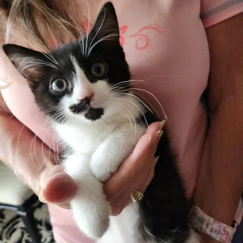 A baby small-sized female Black Domestic Short Hair cat named Panda for adoption in Talent, OR
