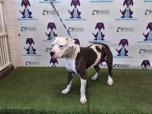 An adult medium-sized male Pit Bull Terrier dog named Mega for adoption in Orlando, FL