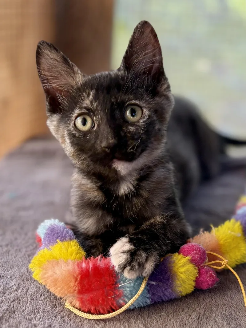 A young medium-sized female Tortoiseshell cat named Brisa for adoption in Oracle, AZ