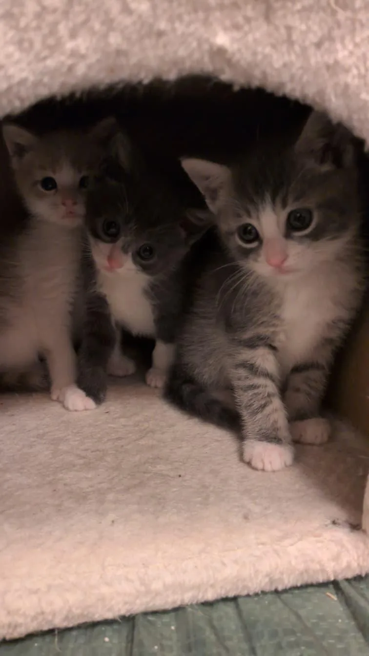 A baby medium-sized male Gray & White Domestic Short Hair cat named Ross for adoption in Philadelphia, PA