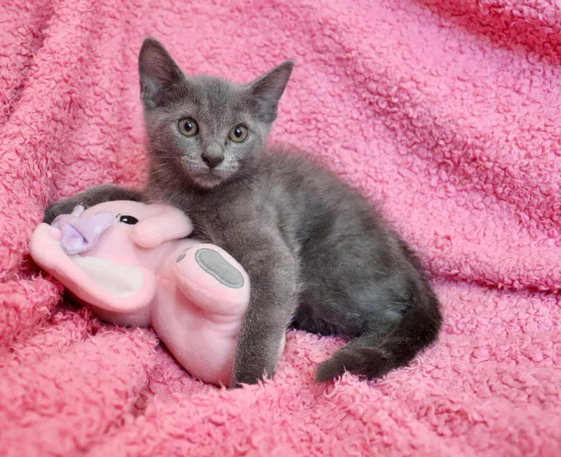A baby medium-sized female Gray / Blue / Silver Russian Blue cat named Moon Flower for adoption in Saint Augustine, FL