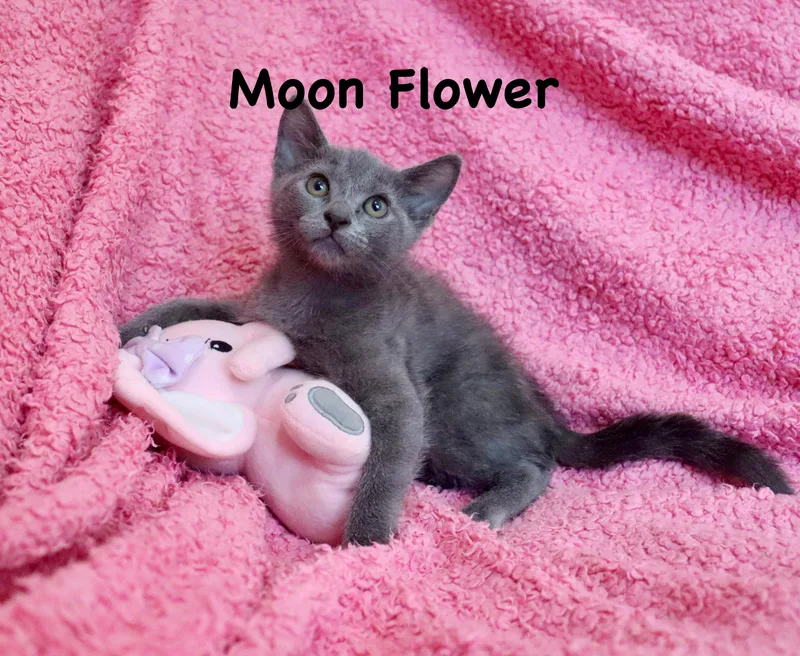 Moon Flower thumbnail 5