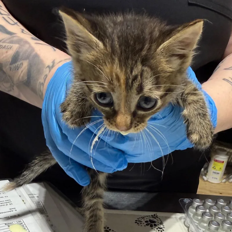 A baby small-sized female Gray / Blue / Silver Domestic Short Hair cat named Fable for adoption in Milton, FL