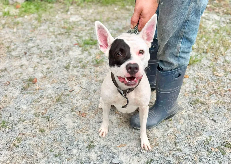 An adult medium-sized male Mixed Breed dog named Petey for adoption in Elizabethtown, NC