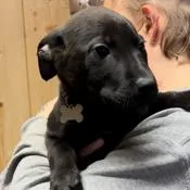 An adult medium-sized male Brown / Chocolate Mixed Breed dog named Aiden for adoption in Laurel, MS
