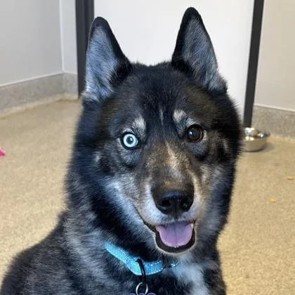 An adult medium-sized male Black Mixed Breed dog named Diesel for adoption in Lansing, MI
