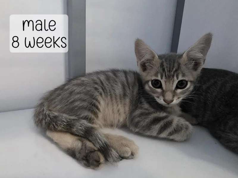 A baby medium-sized male Domestic Short Hair cat named Pancake for adoption in Holbrook, AZ