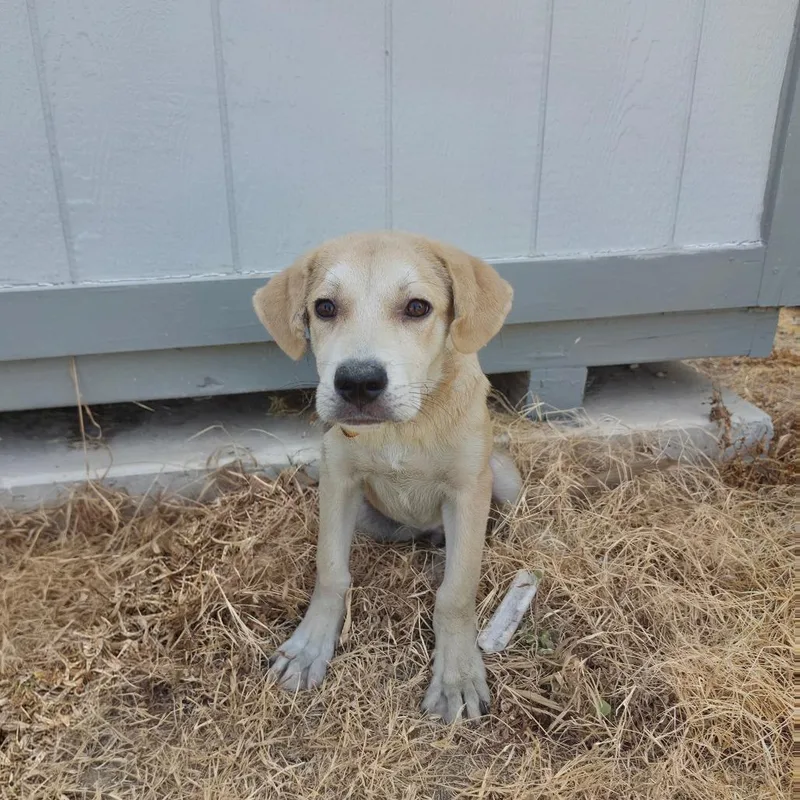 A baby medium-sized male Yellow / Tan / Blond / Fawn Yellow Labrador Retriever dog named Mojave JuM for adoption in Austin, TX