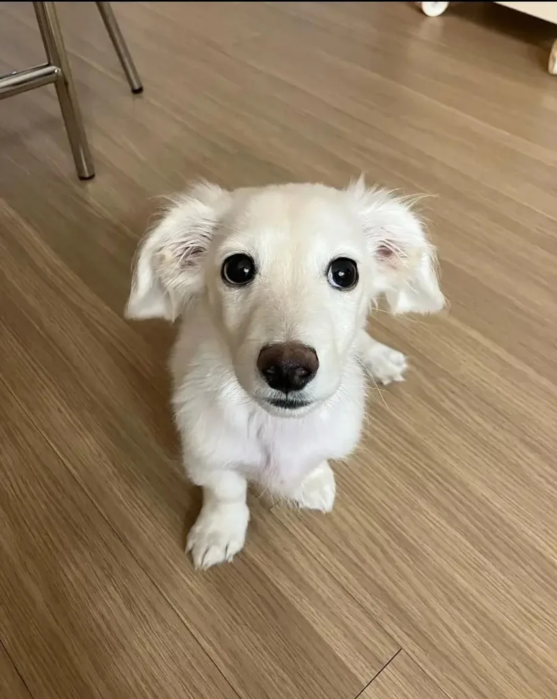 A baby small-sized male Dachshund dog named Doni for adoption in Palatine, IL
