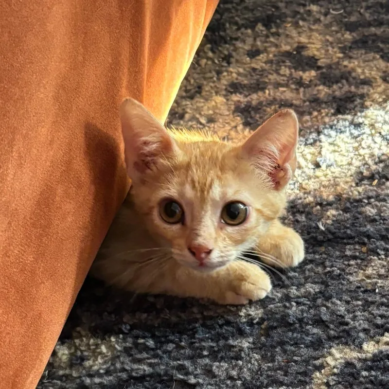 A baby small-sized male Orange / Red Domestic Short Hair cat named Winny for adoption in Austin, TX