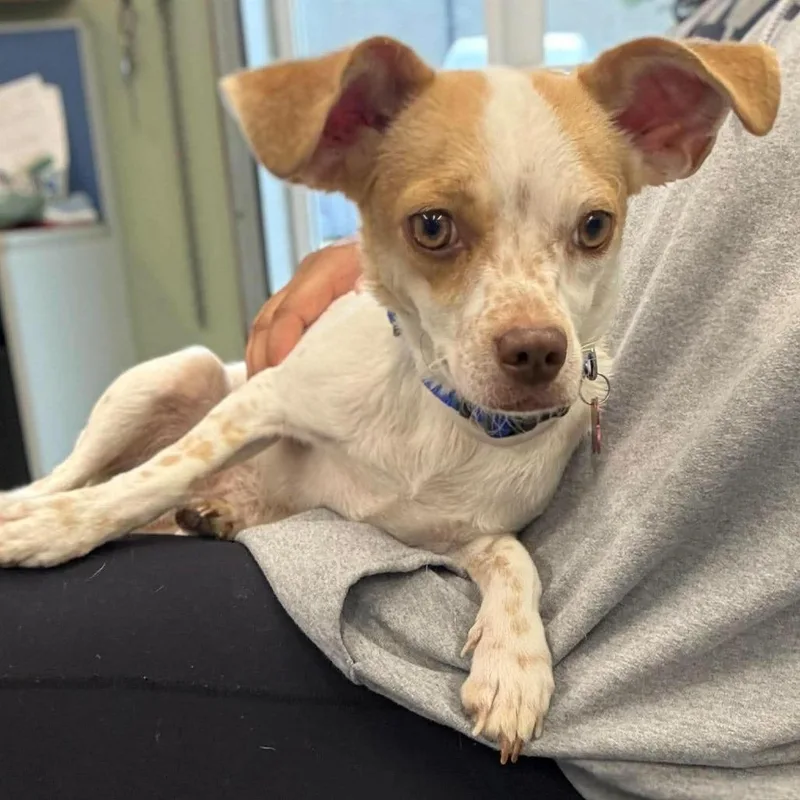 An adult small-sized male White / Cream Chihuahua dog named Dottie for adoption in Tacoma, WA