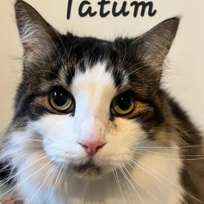 An adult extra large-sized male Brown / Chocolate Maine Coon cat named Tatum for adoption in Waldorf, MD