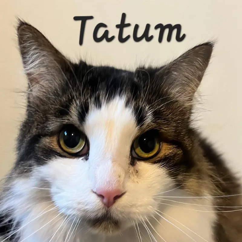 Tatum thumbnail 3