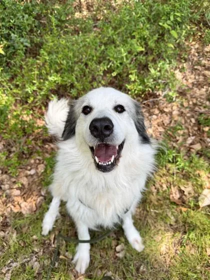 An adult extra large-sized female Great Pyrenees dog named Stevie for adoption in Brunswick, GA