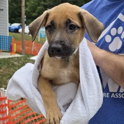 A baby small-sized female Shepherd dog named Ember for adoption in Voorhees, NJ