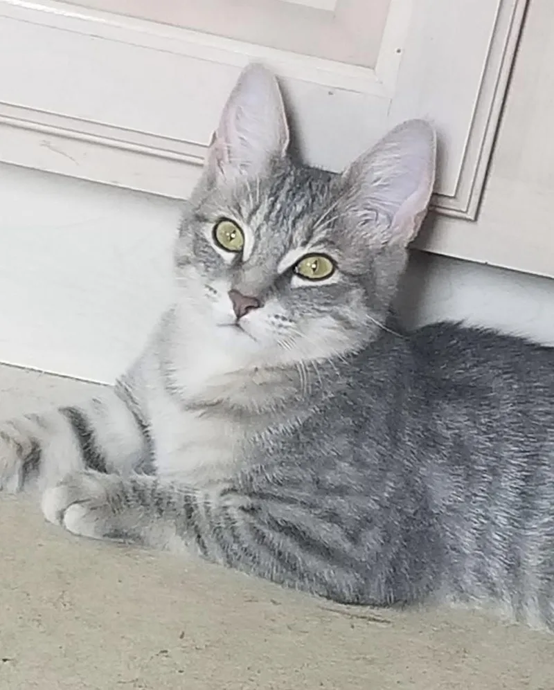 A baby medium-sized female Tabby (Gray / Blue / Silver) Domestic Short Hair cat named Bell for adoption in Breinigsville, PA