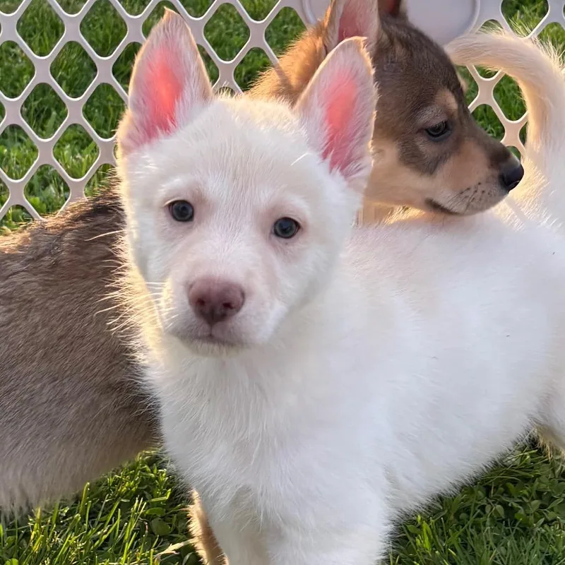 A baby small-sized male White / Cream German Shepherd Dog dog named Starbucks for adoption in Stephens City, VA