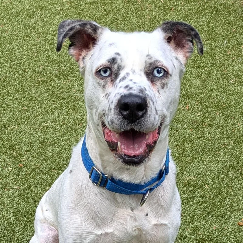 An adult medium-sized male White / Cream Dalmatian dog named Zeus for adoption in Charlottesville, VA