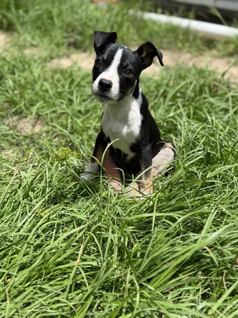 A baby large-sized female Border Collie dog named Porsha for adoption in Waynesville, GA