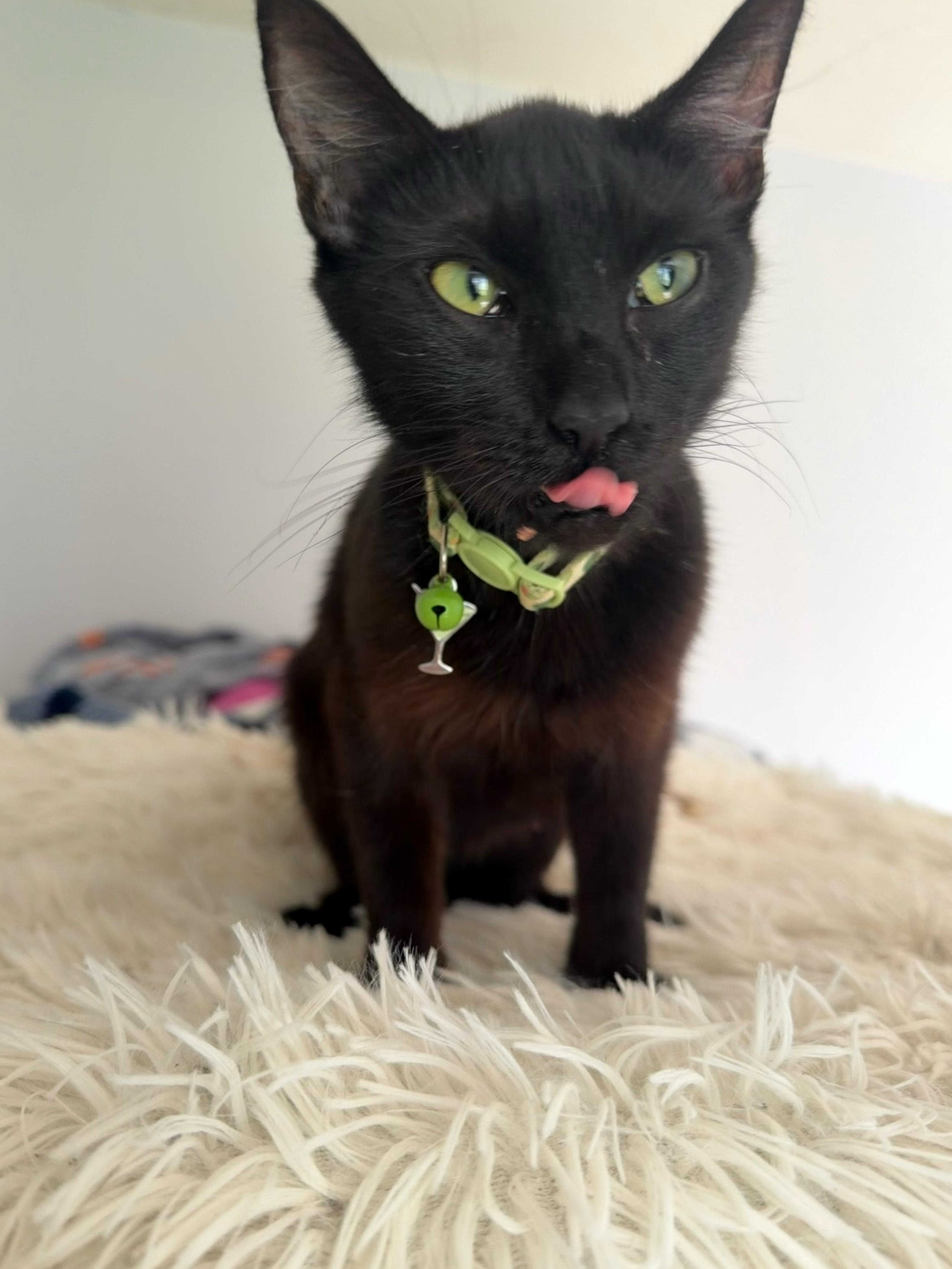 A young medium-sized female Black Domestic Short Hair cat named Olive for adoption in Kirklin, IN
