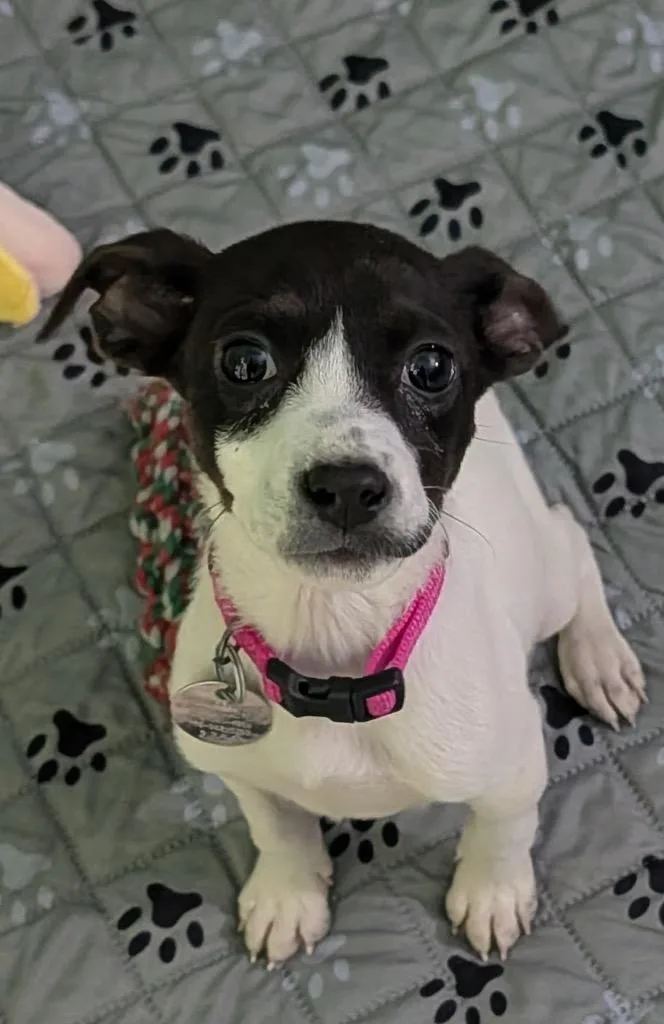 A baby small-sized female Chihuahua dog named Daffodil for adoption in Reno, NV