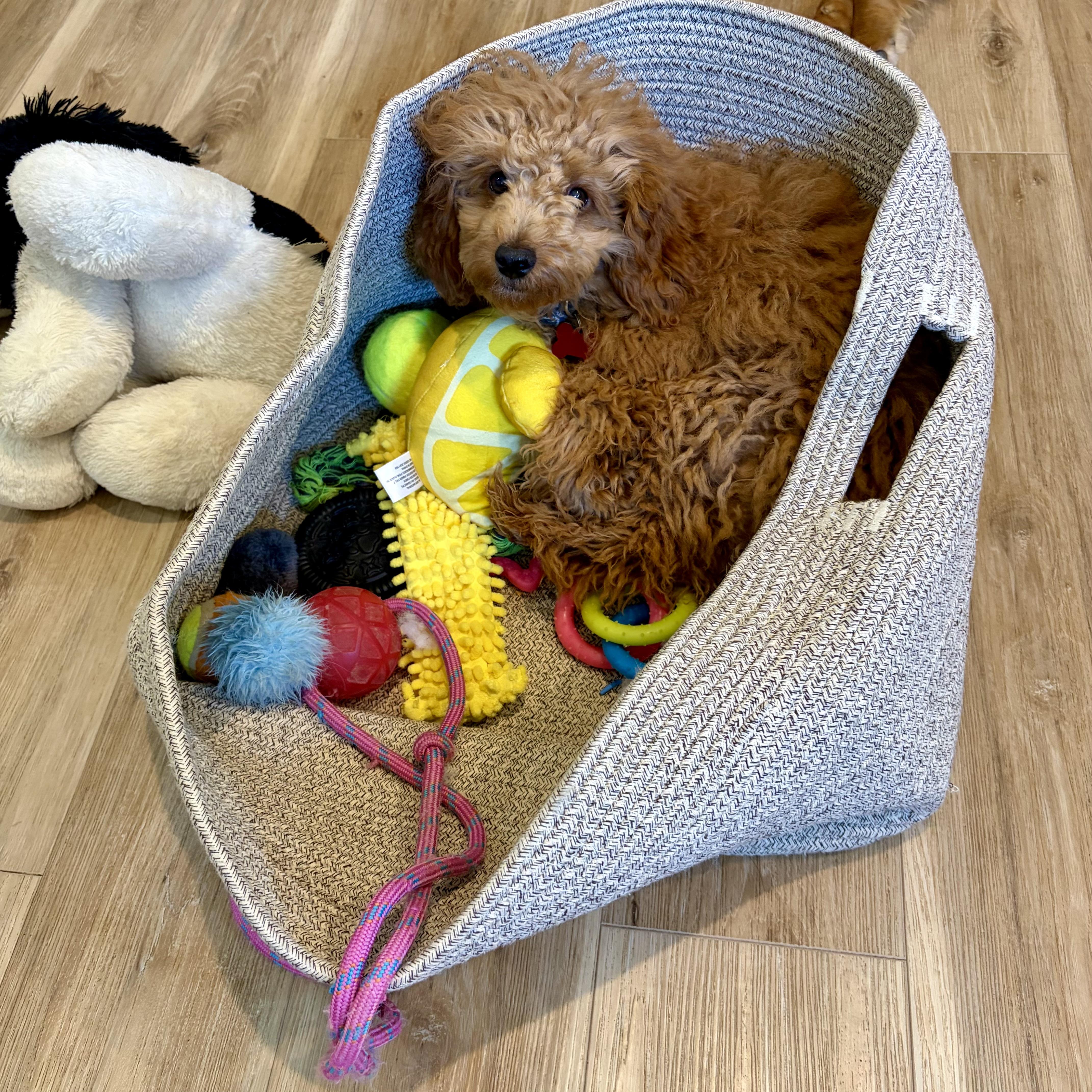A baby small-sized male Apricot / Beige Poodle (Toy) dog named Rudy for adoption in Prior Lake, MN