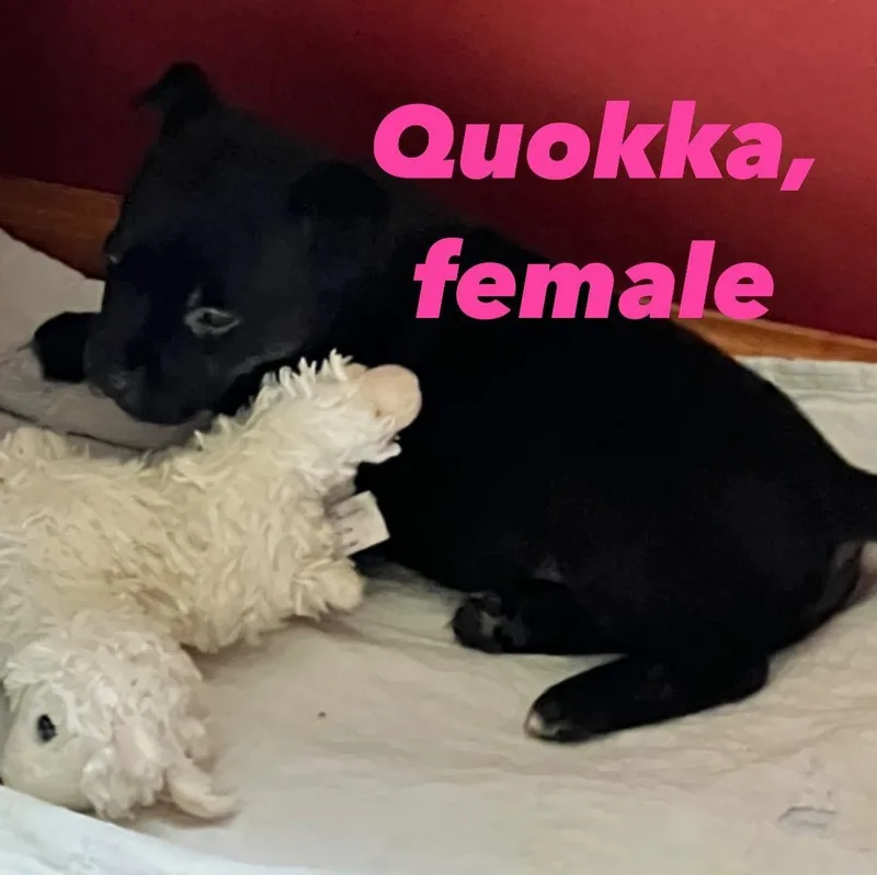 Quokka
