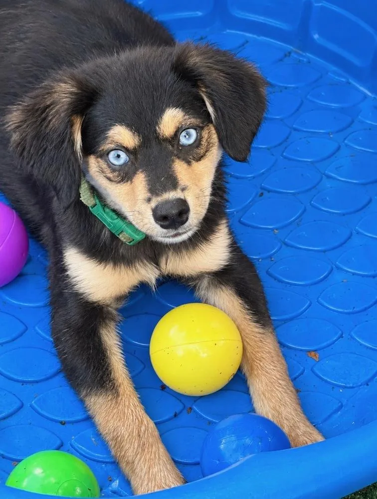 A baby small-sized male Brown / Chocolate Chihuahua dog named Tennessee for adoption in Pleasant Hill, CA