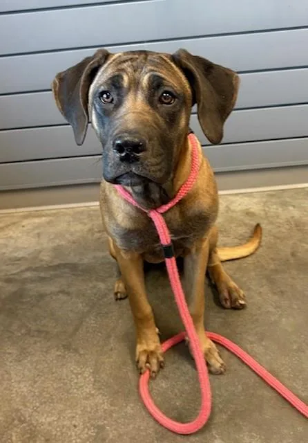 A young medium-sized female Bloodhound dog named Elsa for adoption in Brunswick, GA