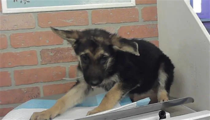 A baby small-sized female German Shepherd Dog dog named Carnation for adoption in Houston, TX